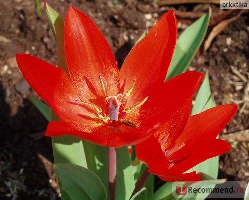 Тюльпан (Tulipa) фото