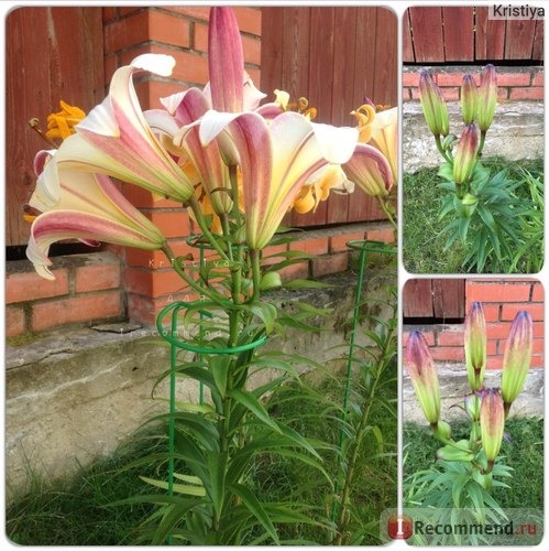 Лилия трубчатая Регале (Lilium trumpet Regale) фото