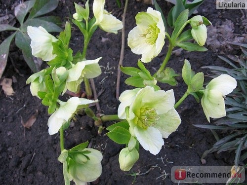 Морозник ( Helleborus) фото