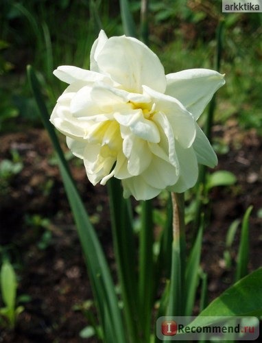 Нарцисс (Narcissus) фото