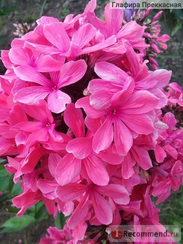 Флокс метельчатый Клеопатра (лат. Phlox paniculata Cleopatra) фото