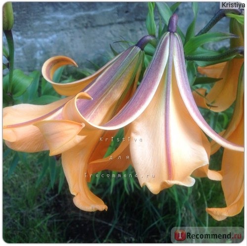 Лилия Африкана Квин (Lilium Africana Queen) фото