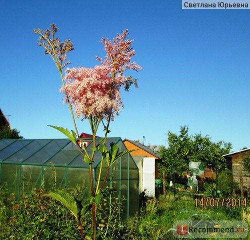 Лабазник красный/ Filipendula rubra «Venusta» фото