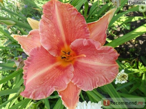 Лилейник / Красоднев / Hemerocallis фото