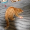 Игрушки для животных Aliexpress Лазерная указка Laser light funny cat stick фото