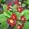 Примула обыкновенная / бесстебельная (Primula vulgaris, acaulis) фото