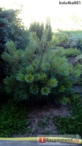 Сосна веймутова Минима (Pinus strobus Minima) фото