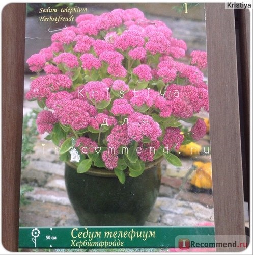 Седум телефиум Хербштфройде (Sedum telephium Herbstfreude) фото