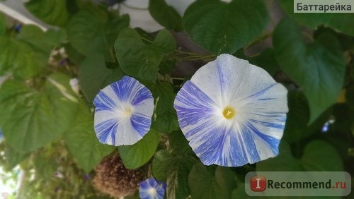 Ипомея Небесно-голубая (Ipomoea Heavenly Blue) фото