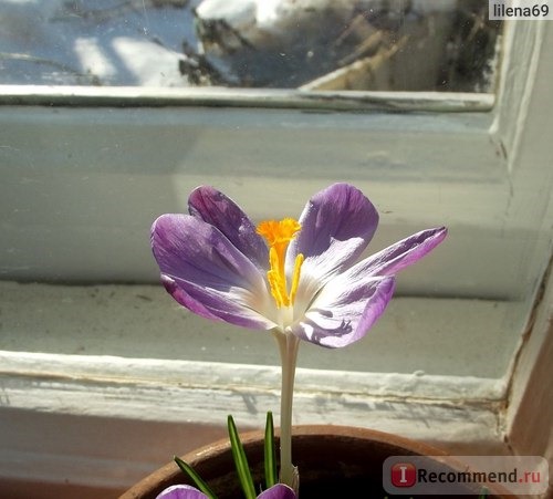 Крокус крупноцветковый весенний Flower Record фото