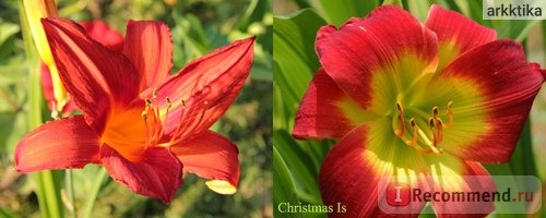 Лилейник / Красоднев / Hemerocallis фото