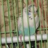 Волнистый попугай / Melopsittacus undulatus фото