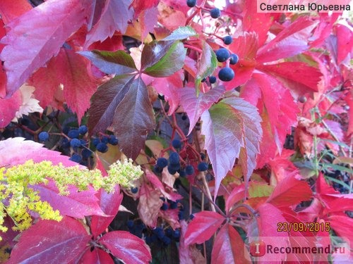 Девичий виноград пятилисточковый ( Parthenocissus quinquefolia) фото