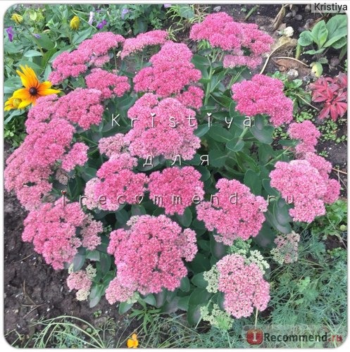 Седум телефиум Хербштфройде (Sedum telephium Herbstfreude) фото