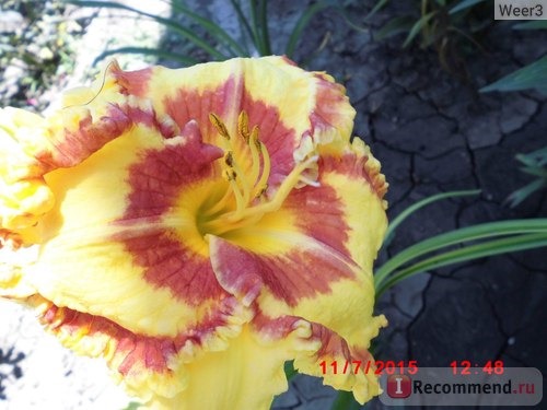 Лилейник / Красоднев / Hemerocallis фото