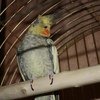 Корелла-нимфа, или нимфовый попугай / Nymphicus hollandicus фото