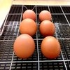 Закладка яиц в инкубатор Золушка