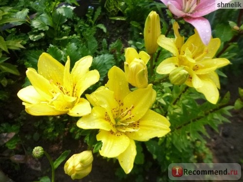 Лилия азиатская гибридная Фата Моргана (Lilium asiatic hybrid Fata Morgana) фото