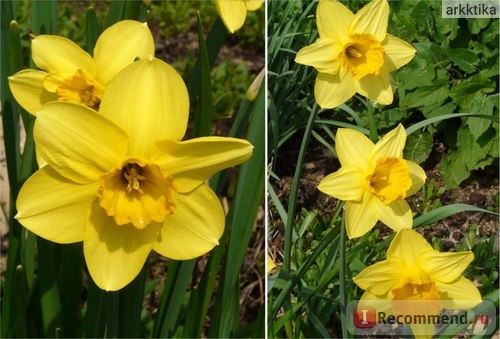 Нарцисс (Narcissus) фото