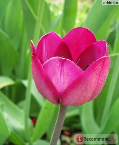 Тюльпан (Tulipa) фото