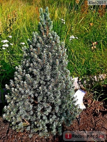 Ель канадская Голубая Сандерс Блю (Picea glauca Sander’s Blue) фото