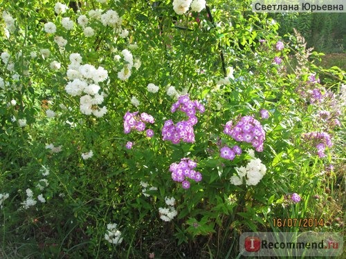 Флокс метельчатый Успех (Phlox paniculata Uspech) фото