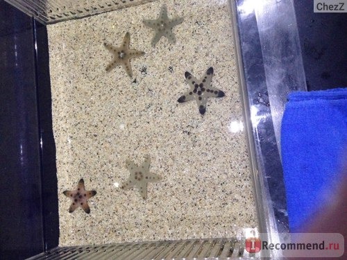 Морских звезд можно трогать под водой