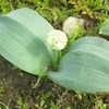 Лук каратавский Айвори куин /Allium karataviense Ivory Queen фото