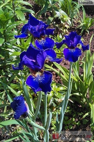 Ирис сибирский ( Iris sibirica) фото