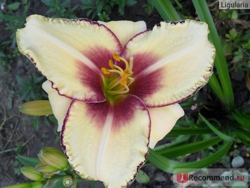 Лилейник / Красоднев / Hemerocallis фото