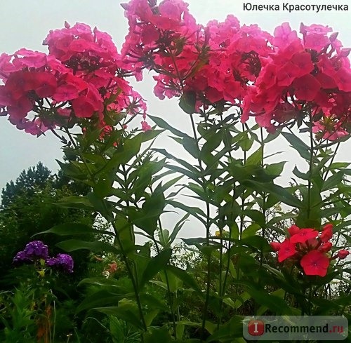 Флокс Кeнди Флосс (Phlox paniculata Candy Floss) фото