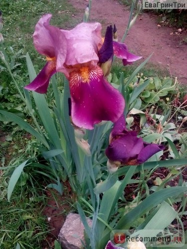 Ирис бородатый (Iris barbata) фото