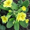 Примула обыкновенная / бесстебельная (Primula vulgaris, acaulis) фото