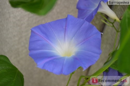 Ипомея Небесно-голубая (Ipomoea Heavenly Blue) фото