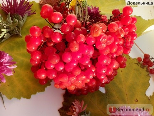 Калина обыкновенная (Viburnum opulus L.) фото