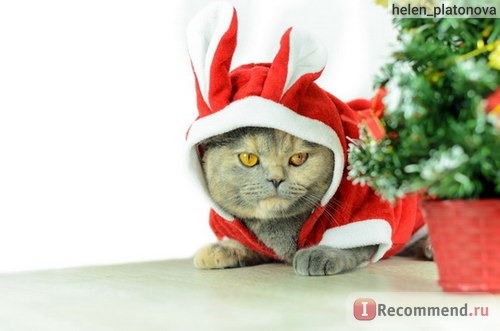 Одежда для собак Aliexpress 2015 New Pet Dog Cat Cute Bunny Clothes Warm Clothes Autumn Winter Puppy Costumes Apparel Christmas Gift фото