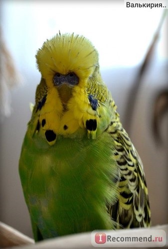 Выставочный волнистый попугай (Чех) фото