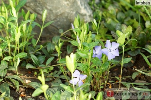 Барвинок малый (Vinca minor) фото