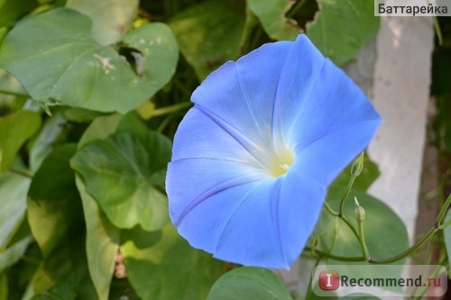 Ипомея Небесно-голубая (Ipomoea Heavenly Blue) фото