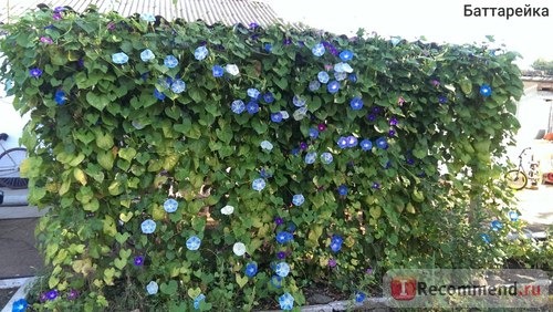 Ипомея Небесно-голубая (Ipomoea Heavenly Blue) фото