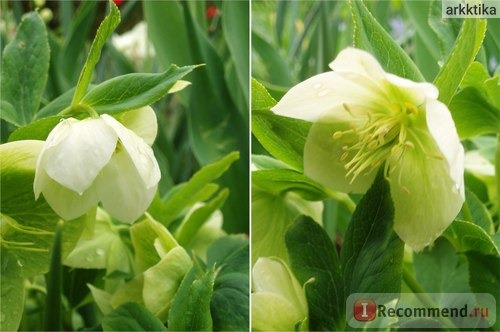 Морозник ( Helleborus) фото