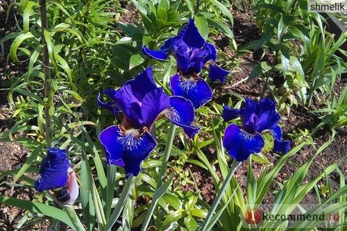 Ирис сибирский ( Iris sibirica) фото