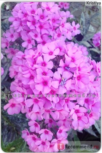 Флокс метельчатый Беби Фейс (Phlox paniculata Baby Face) фото