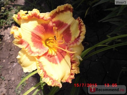 Лилейник / Красоднев / Hemerocallis фото