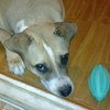 Игрушки для животных Trixie Мяч д/зубов Mintfresh Denta Fun фото