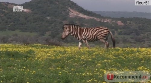 Шамвари: жизнь на воле / Шамвари: территория диких животных / Shamwari: A wild life фото