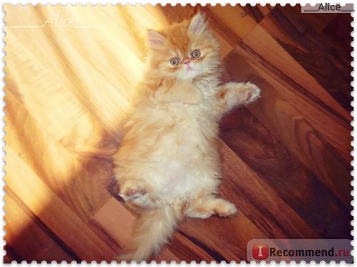 Корм для взрослых кошек БиоТоп LiveRa Adult Cat-Полнорационный сухой фото