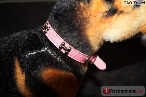 Ошейник Aliexpress Pets Small Dogs Bone Buckle Candy Color PU Leather Collar Cat Studded Neck Strap Dogs Collar фото