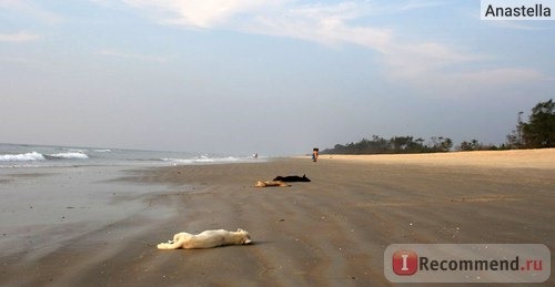 Отдыхающие собаки. Пляж Бенаулим. Гоа. Индия.