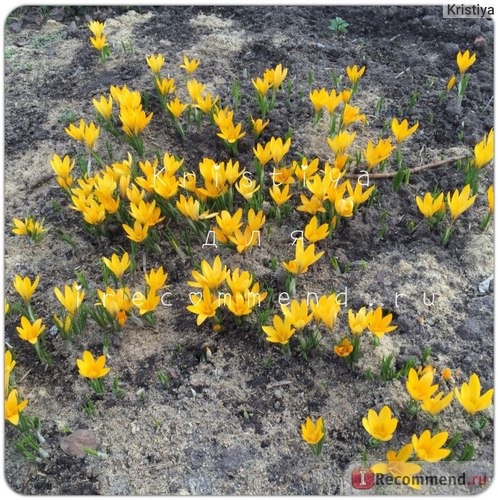 Крокус желтый (Crocus flavus) фото